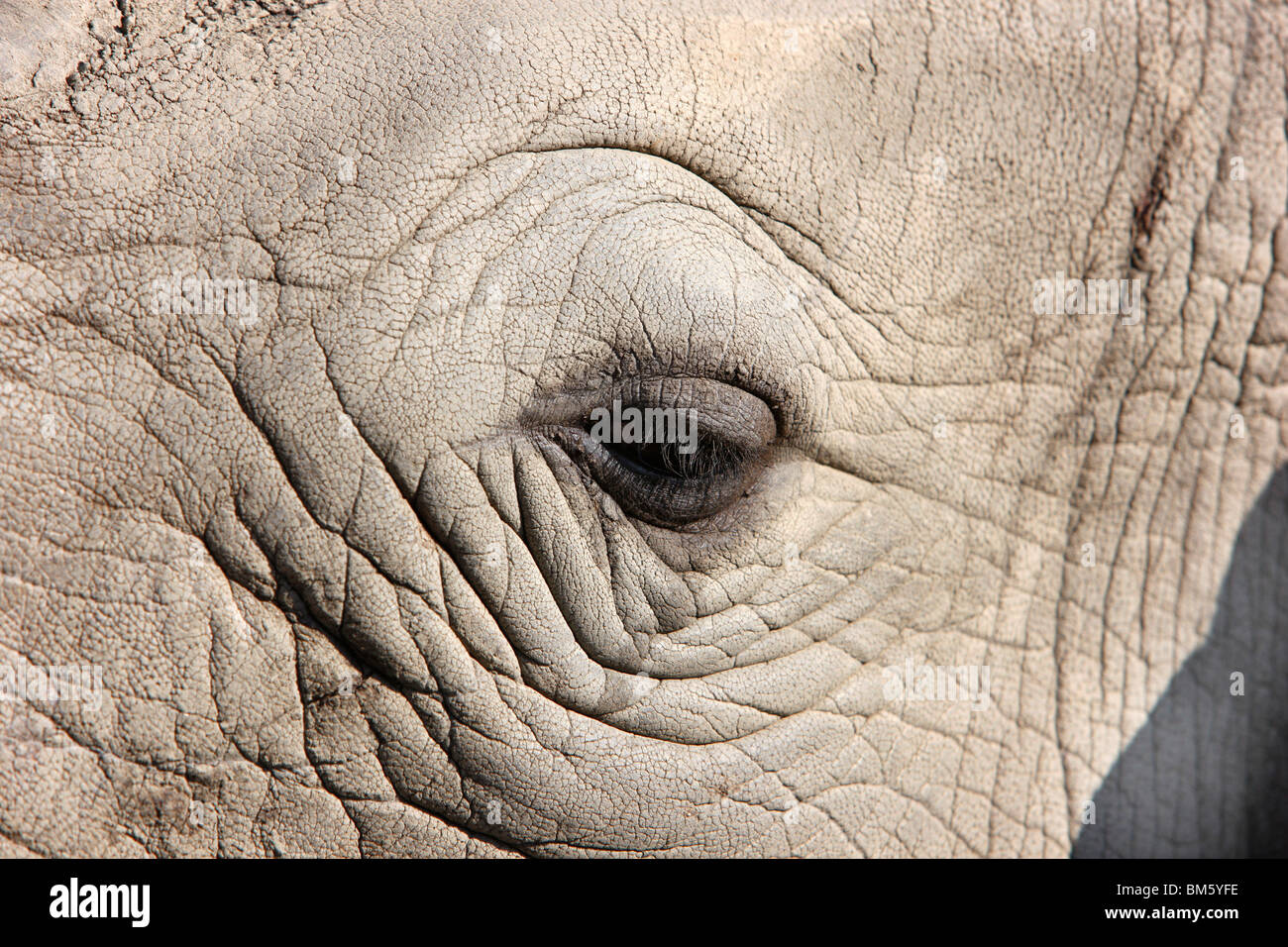 I rinoceronti, composto, Zoom mondo di esperienza, Gelsenkirchen, NRW, Germania, Europa. Foto Stock