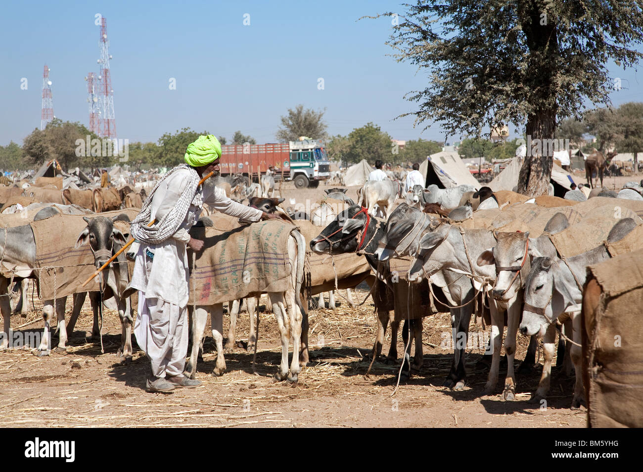 Nagaur fiera del bestiame. Il Rajasthan. India Foto Stock