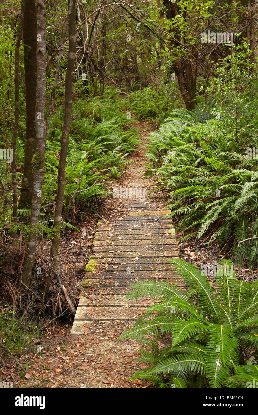 Collingwood incrocio Via, Collingwood River, Franklin-Gordon Wild Rivers National Park, Western Tasmania, Australia Foto Stock