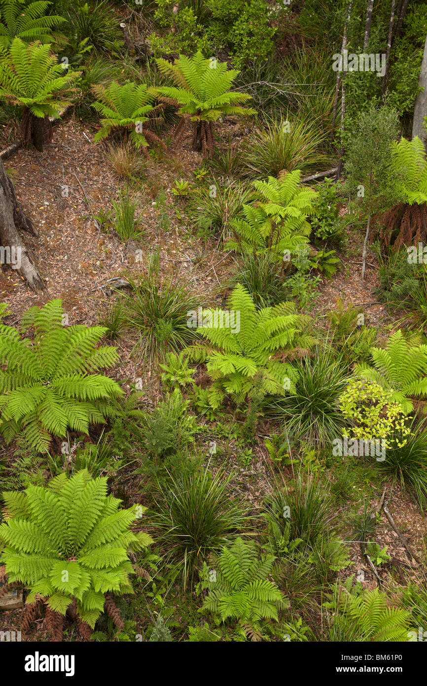 Felci, Tarkine avventure di foresta (ex Dismal Swamp), Bass Highway, North Western Tasmania, Australia Foto Stock