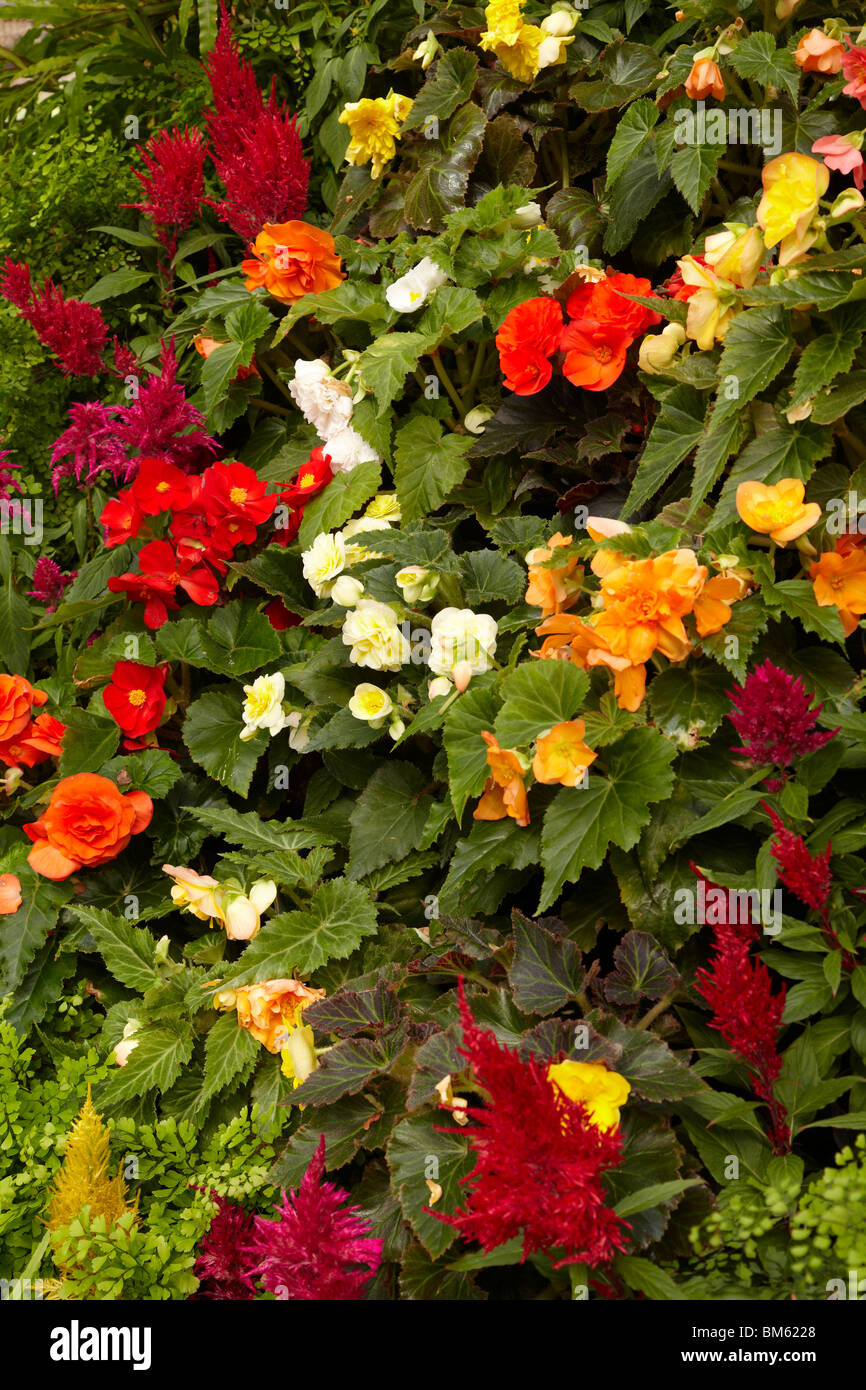 Fiori all'interno di John Hart Conservatorio, Parco Cittadino Launceston, nel nord della Tasmania, Australia Foto Stock