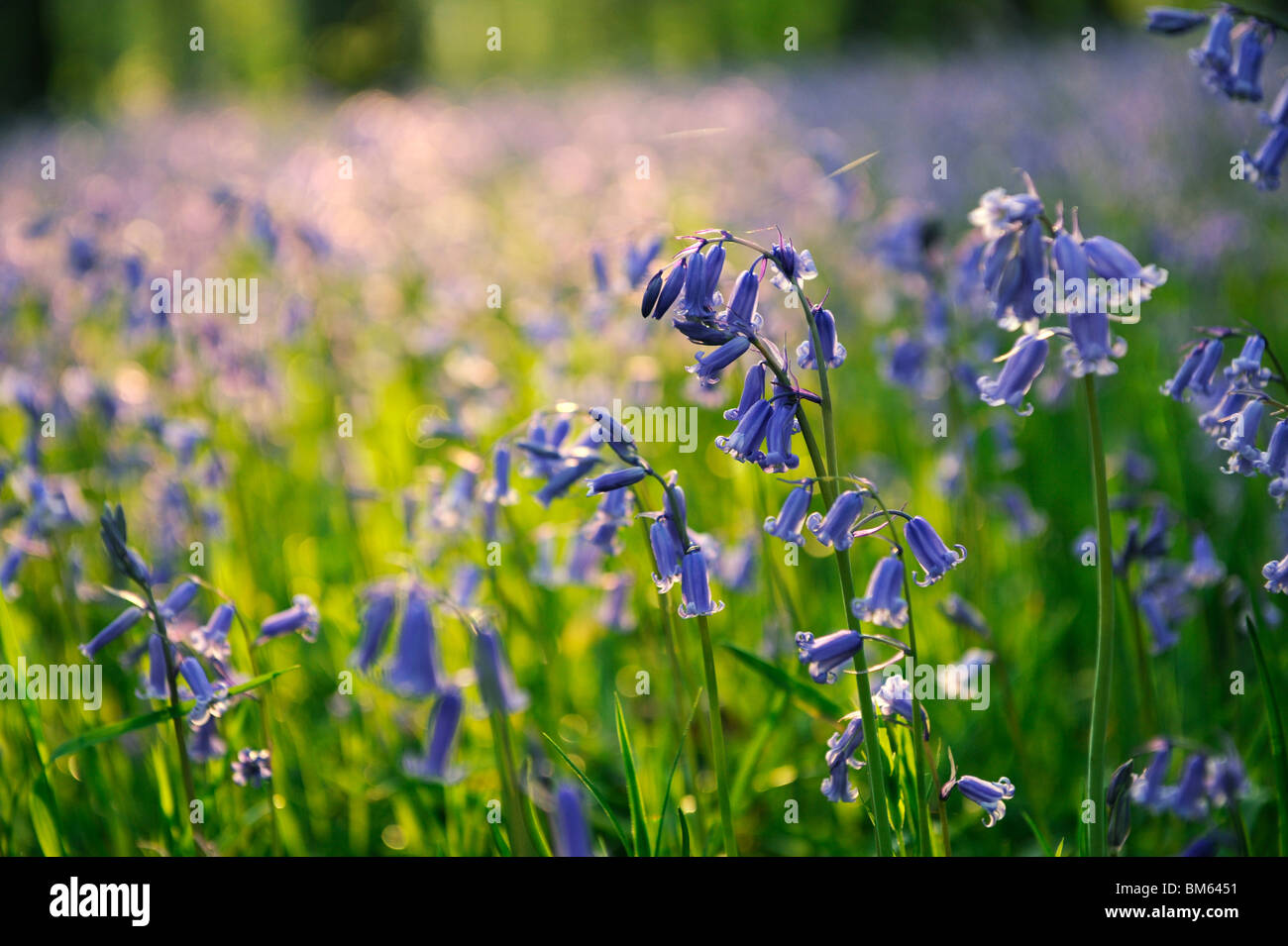 Bluebells nativo, Hyacinthoides non scripta, su una serata primaverile nella foresta di Bowland, Lancashire, Inghilterra Foto Stock