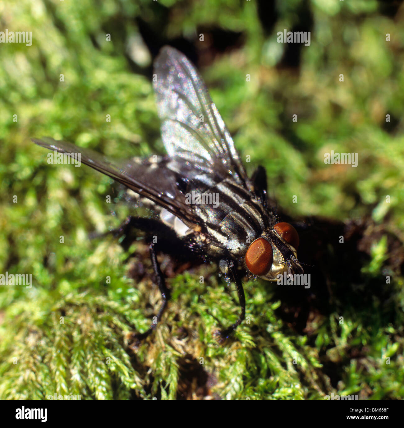 Carne-fly (Sarcophaga carnaria) su MOSS. Foto Stock