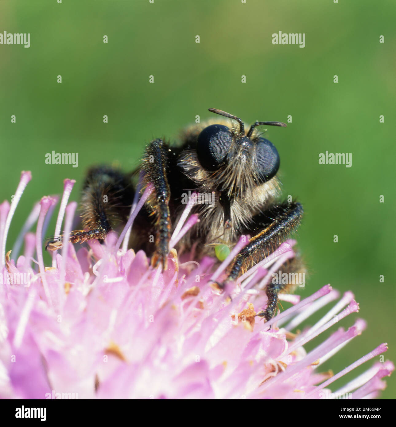 Robber Fly (Laphria flava) su un fiore. Foto Stock