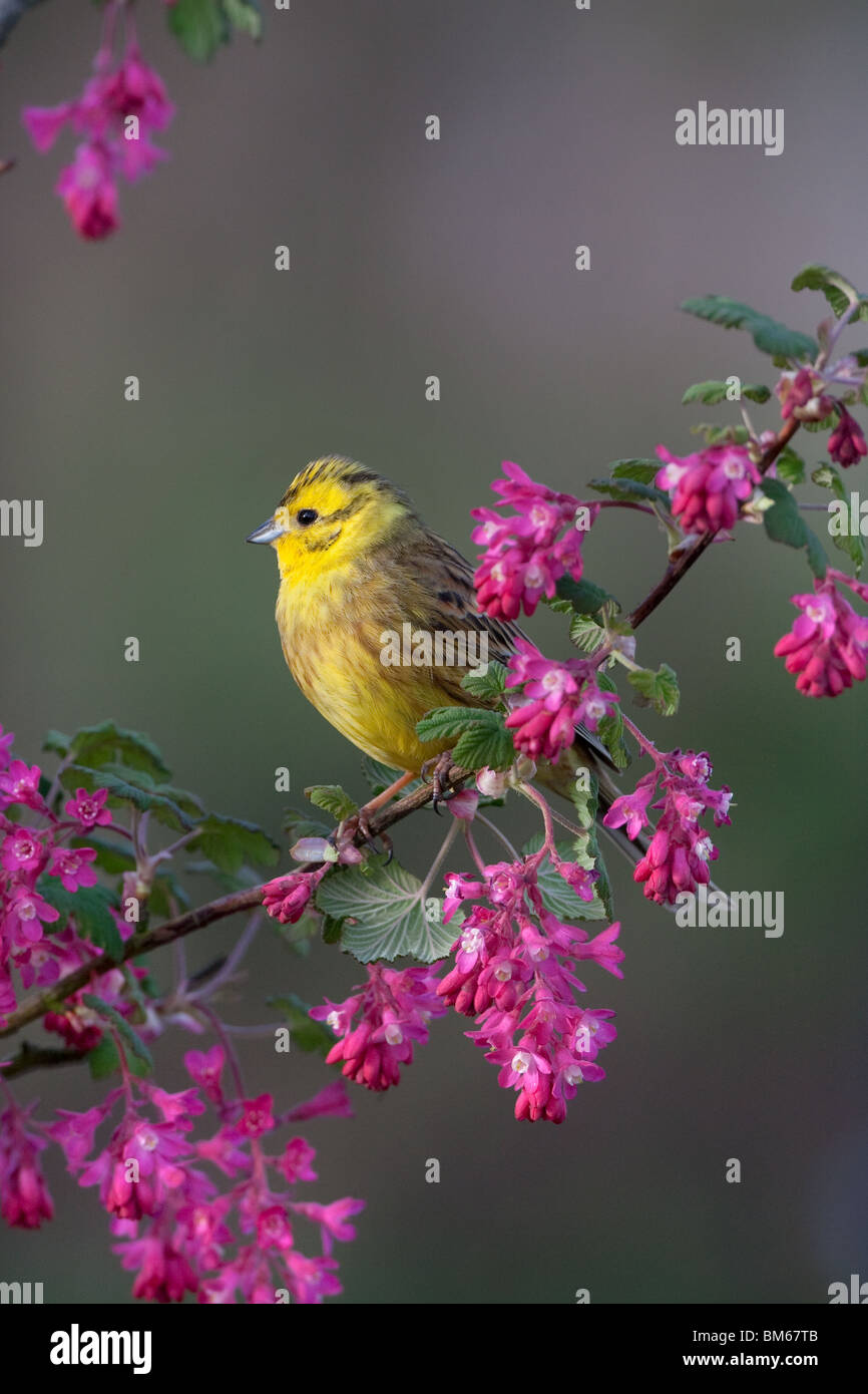 Zigolo giallo Emberiza citrinella sulla corrente di fioritura blossom Foto Stock