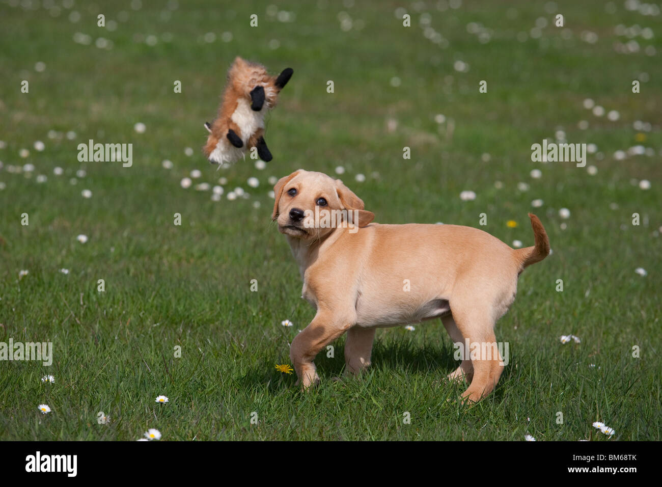 Giallo Labrador cucciolo giocando con soffici toy fox Foto Stock