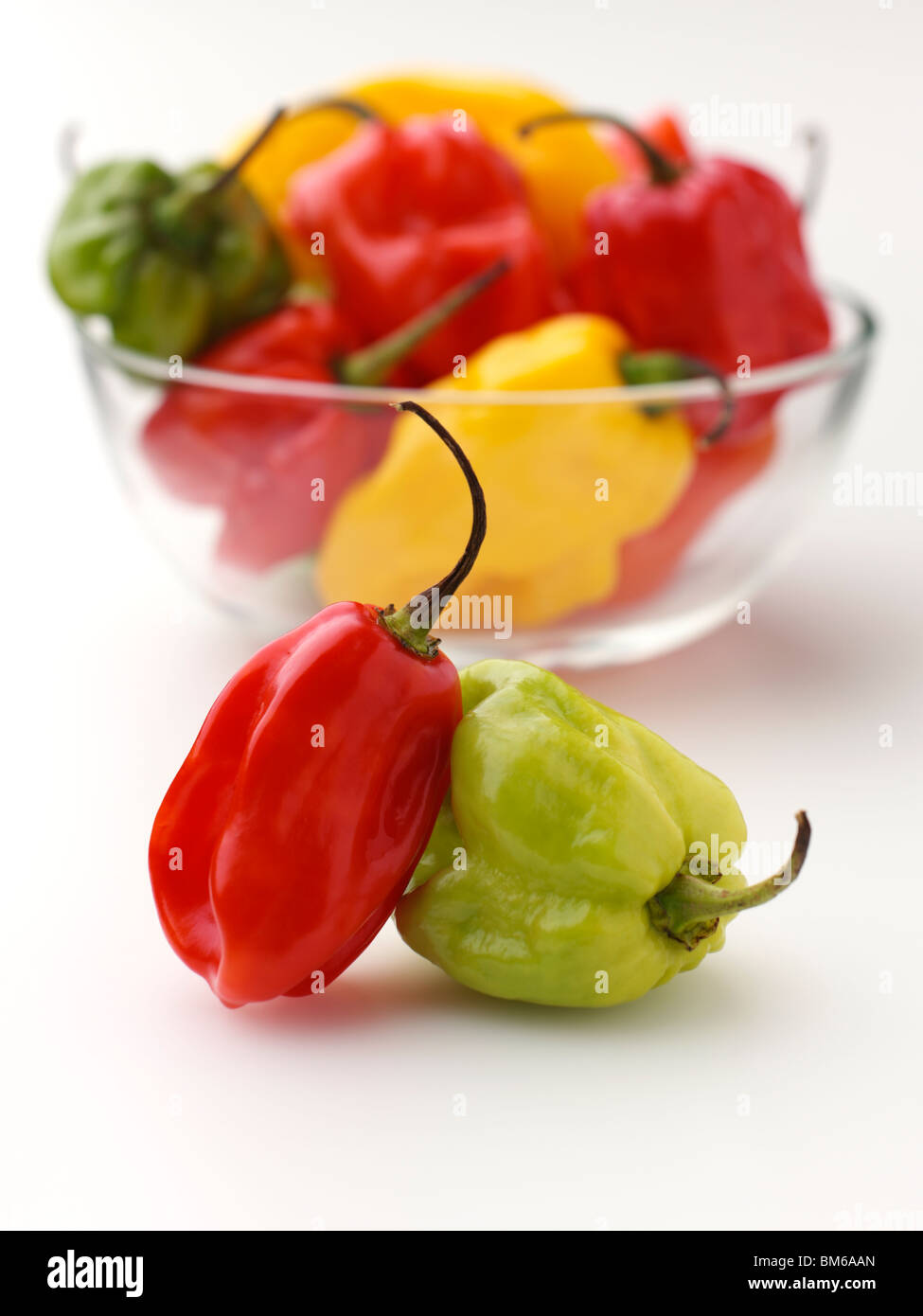 Scotch Bonnet peperoncino piccante Foto Stock