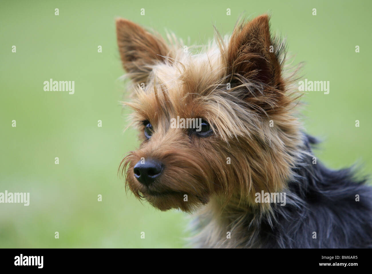 Yorkshire Terrier ritratto Foto Stock