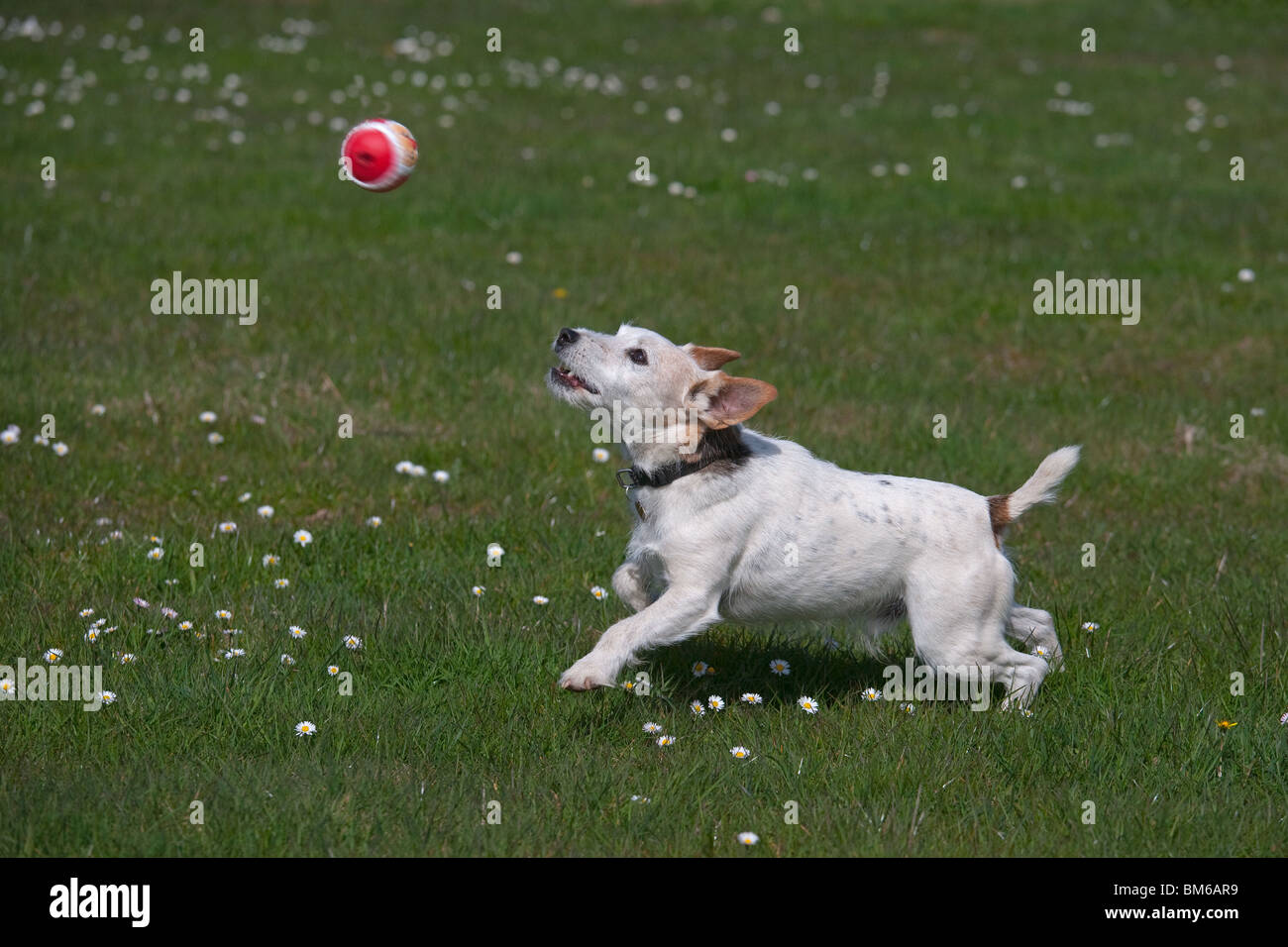 Jack Russell Terrier giocando con sfera Foto Stock