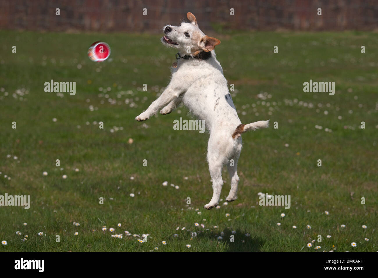 Jack Russell Terrier giocando con sfera Foto Stock