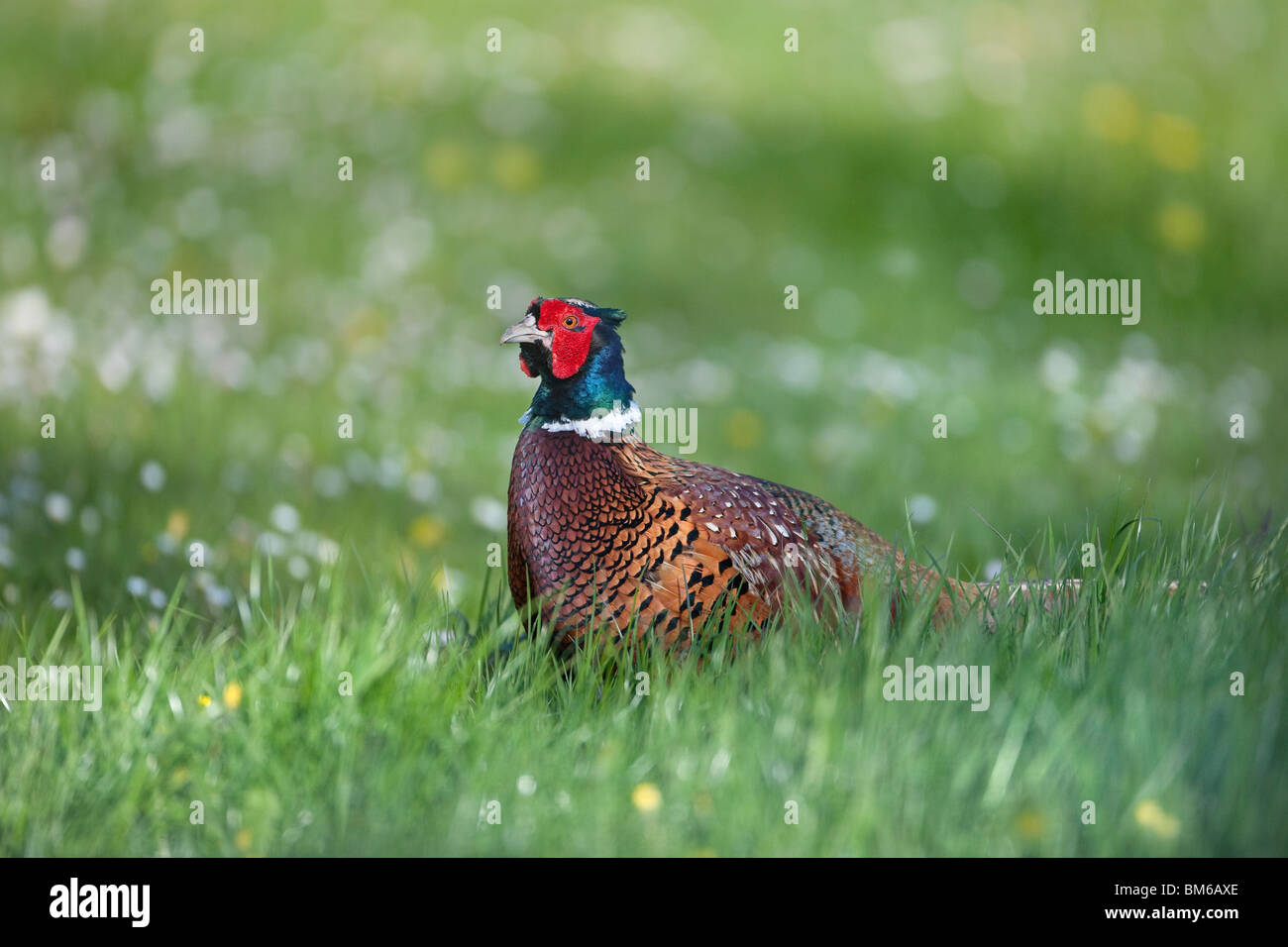 Ritratto di un fagiano maschio Phasianus colchicus nel variopinto piumaggio a molla Foto Stock