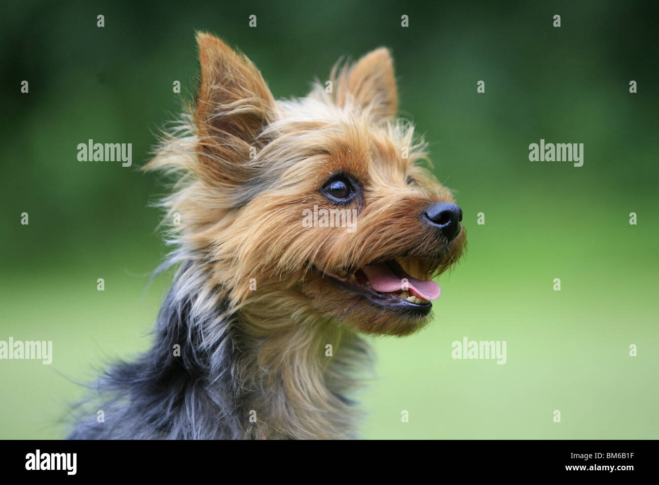 Yorkshire Terrier ritratto Foto Stock