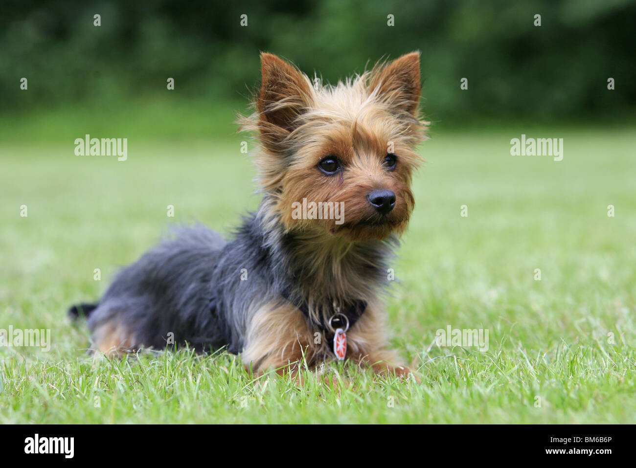 Yorkshire Terrier Foto Stock
