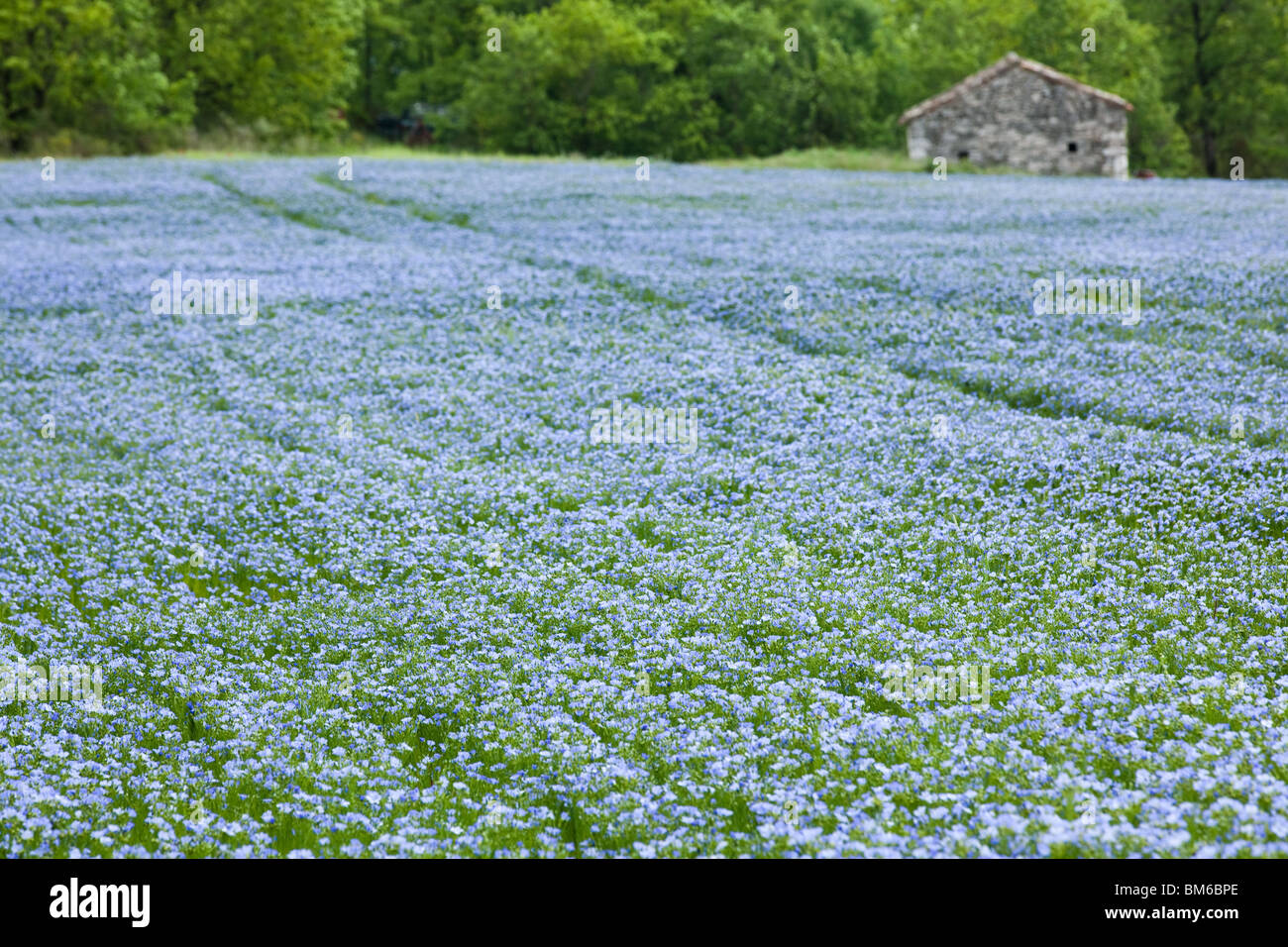 Blue campo di lino con piccola casa in pietra di primavera, profondità di campo Foto Stock