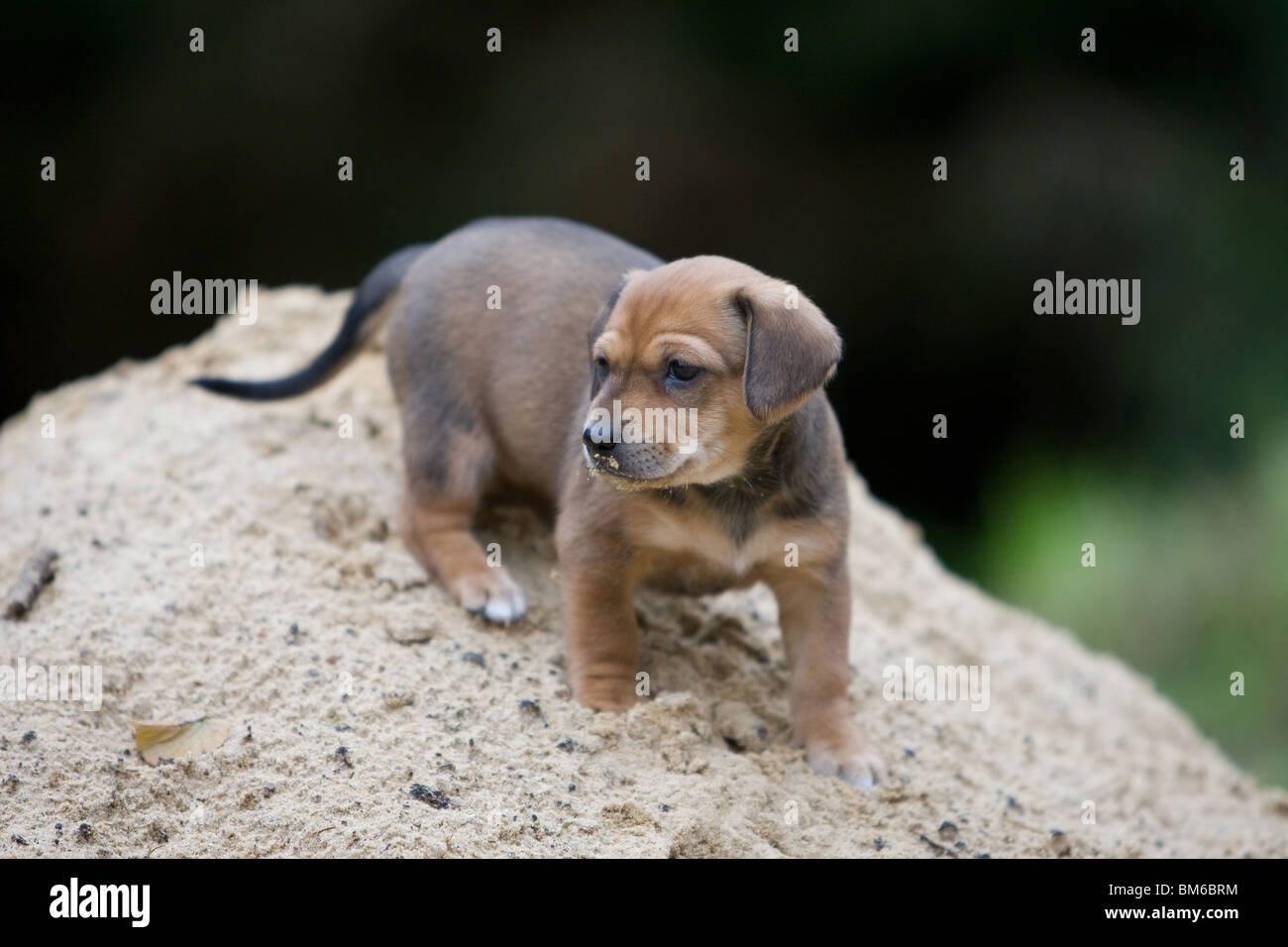 Mongrel cucciolo Foto Stock