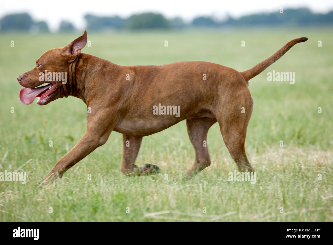 L'American Pit Bull Terrier Foto Stock