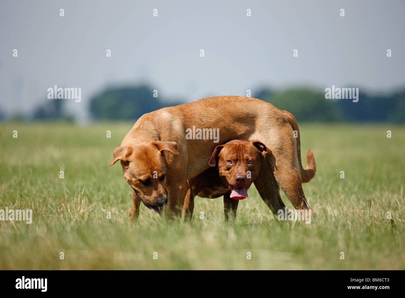 Spielende Hunde / Riproduzione di cani Foto Stock