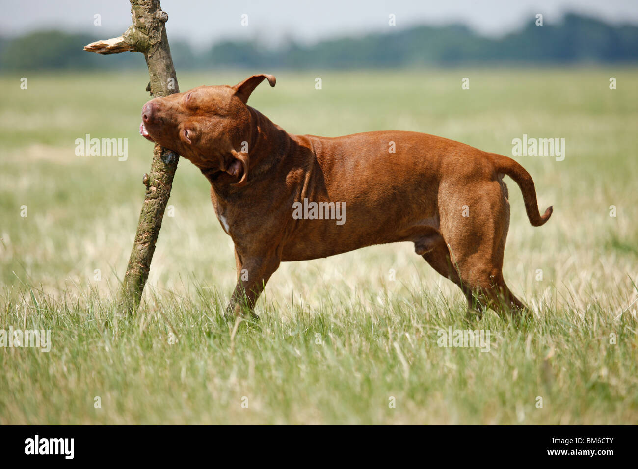 L'American Pit Bull Terrier Foto Stock