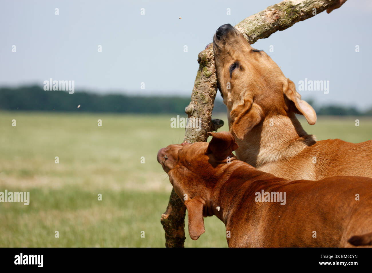 Spielende Hunde / Riproduzione di cani Foto Stock