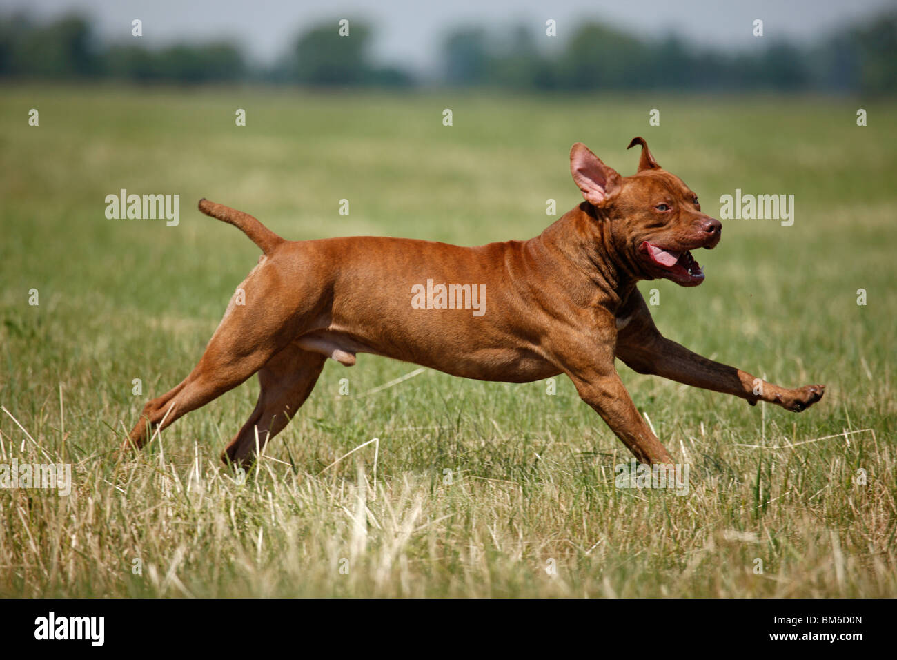 L'American Pit Bull Terrier Foto Stock