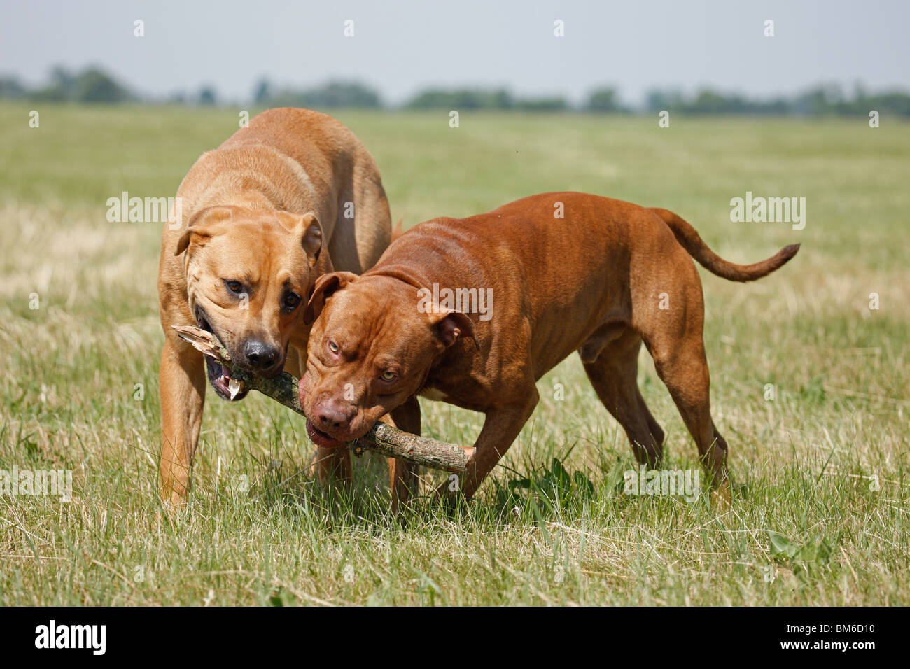 Spielende Hunde / Riproduzione di cani Foto Stock
