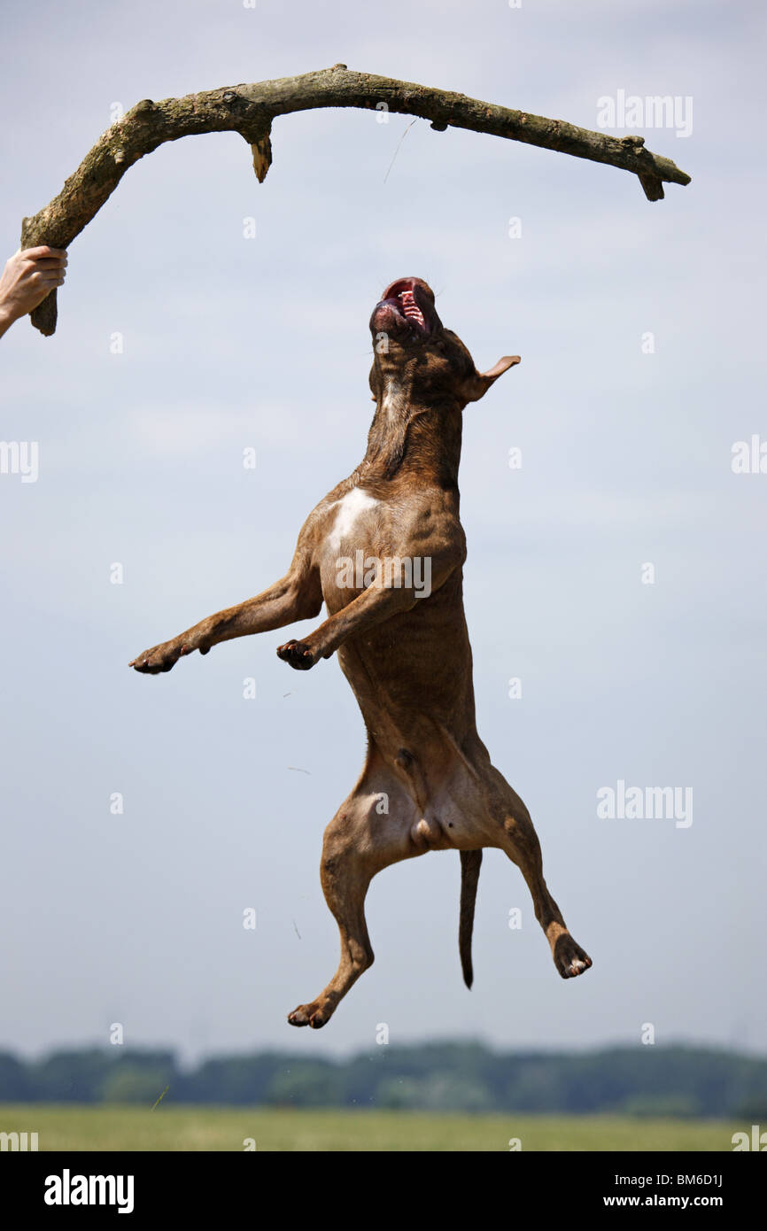 Springender American Pit Bull / jumping American Pitbull Foto Stock
