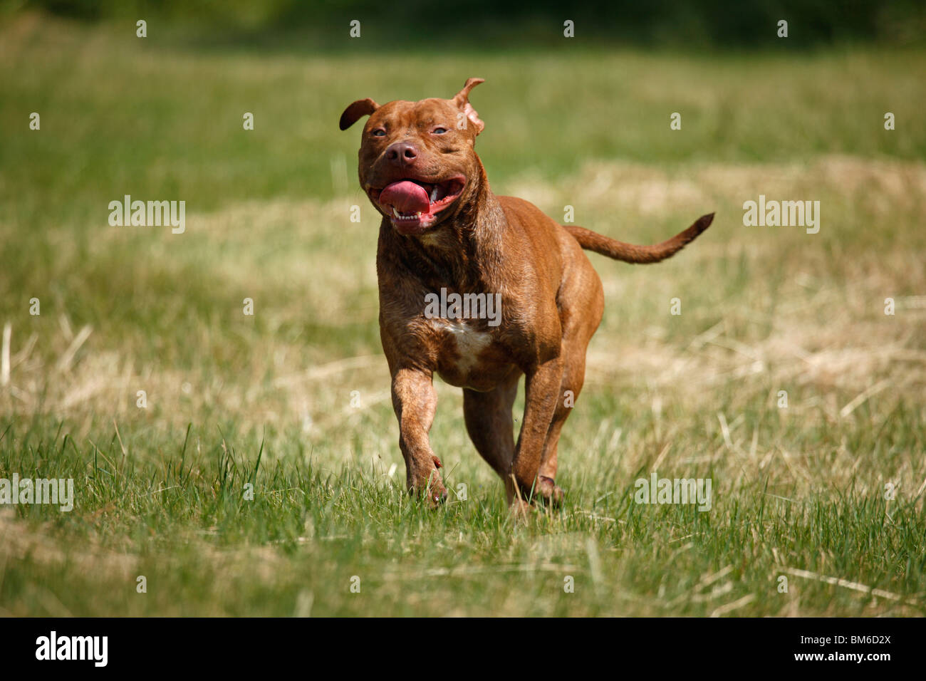 L'American Pit Bull Terrier Foto Stock