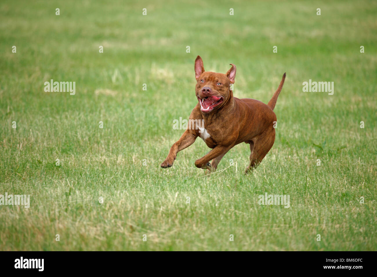 L'American Pit Bull Terrier Foto Stock