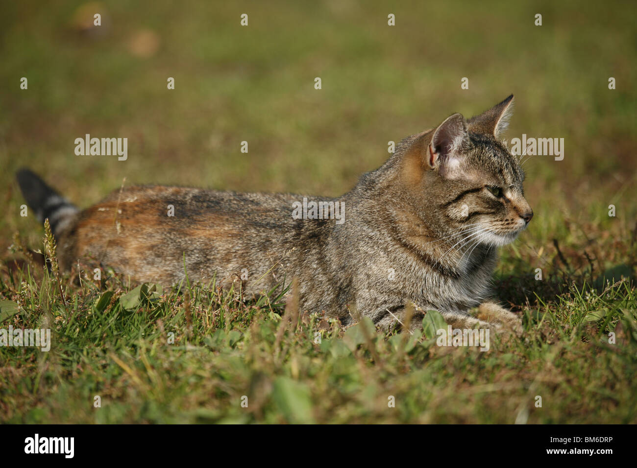 Katze liegt im Gras / Gatto sdraiato in erba Foto Stock