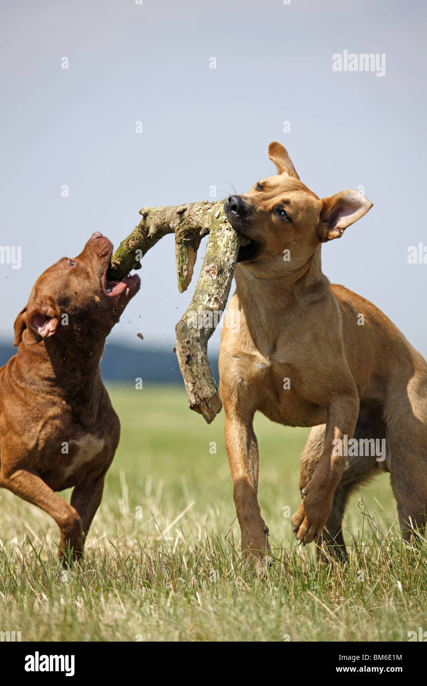Spielende Hunde / Riproduzione di cani Foto Stock