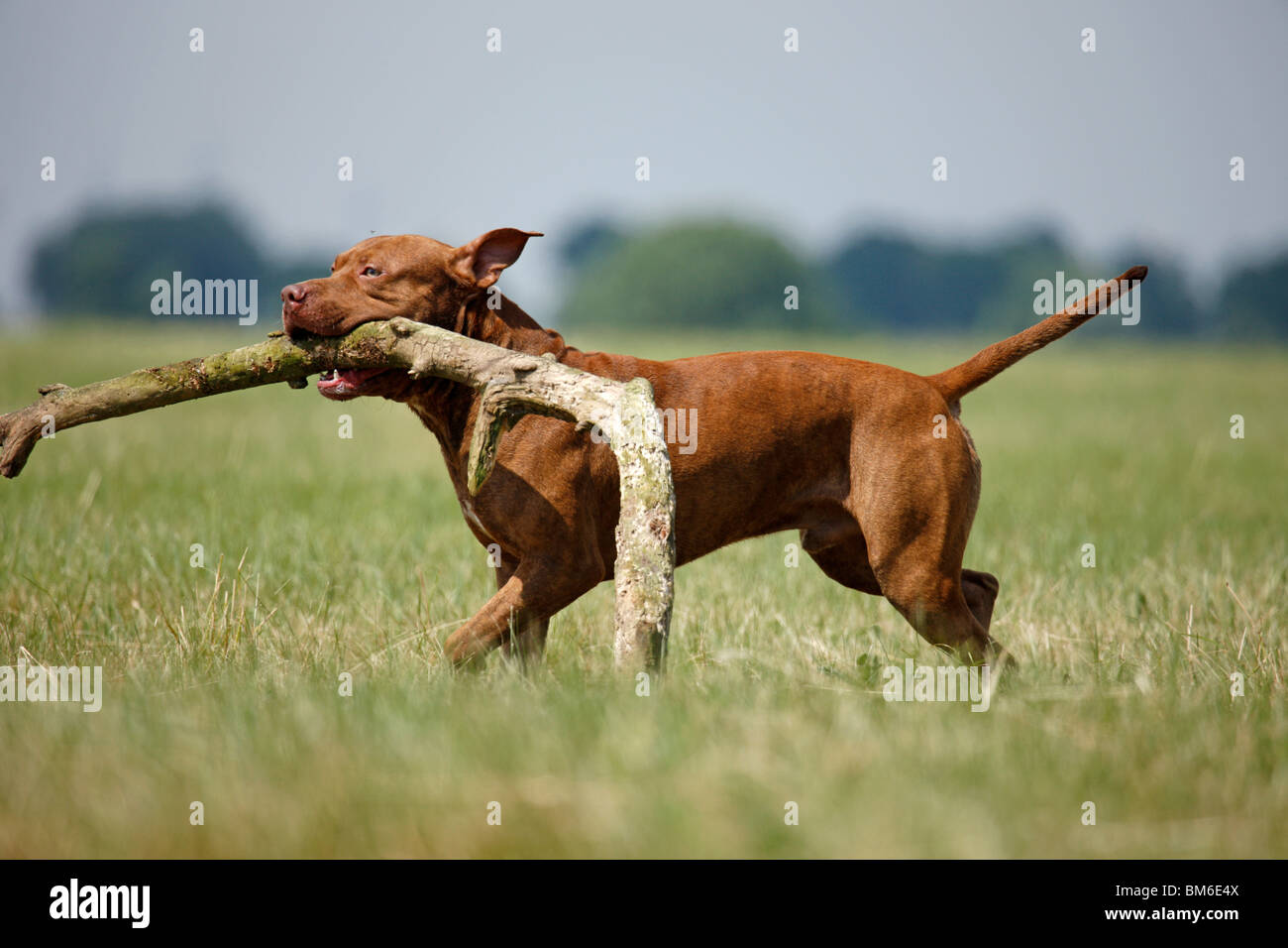 L'American Pit Bull Terrier Foto Stock