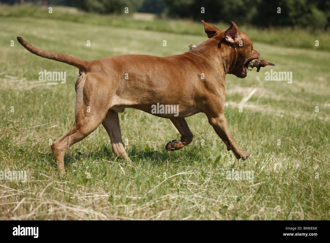 L'American Pit Bull Terrier Foto Stock