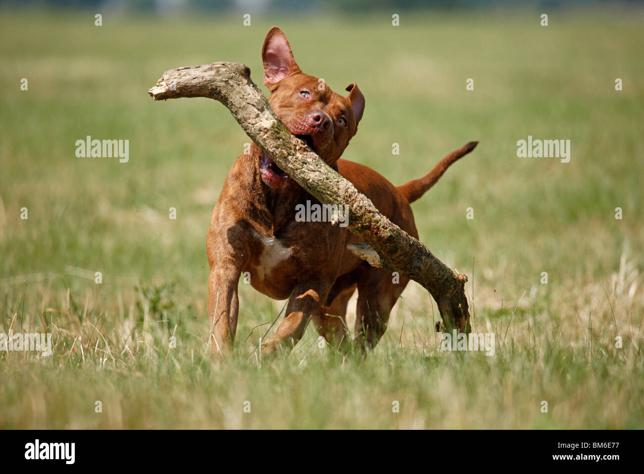 L'American Pit Bull Terrier Foto Stock