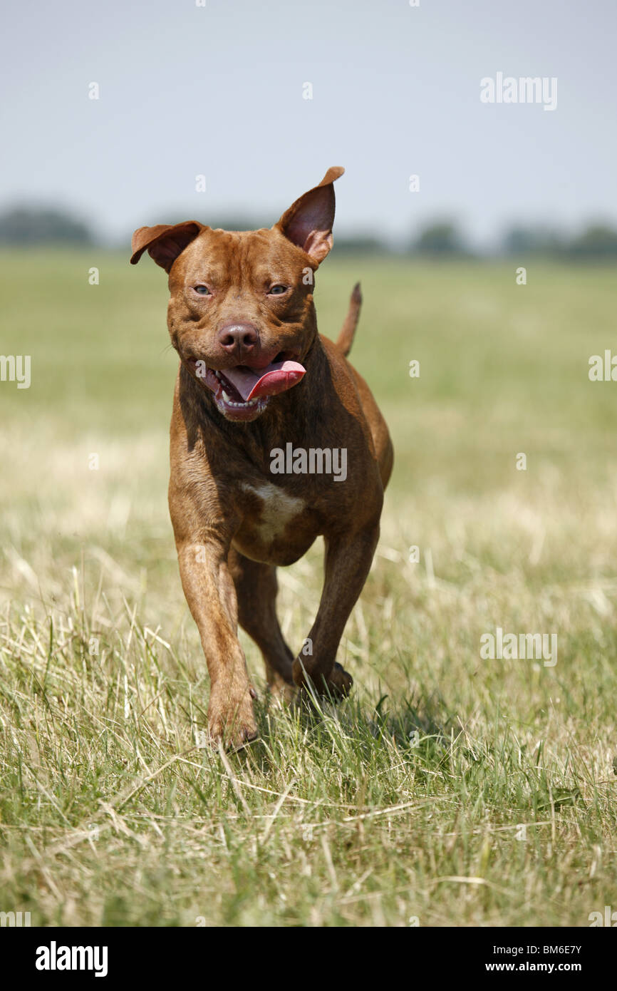 L'American Pit Bull Terrier Foto Stock