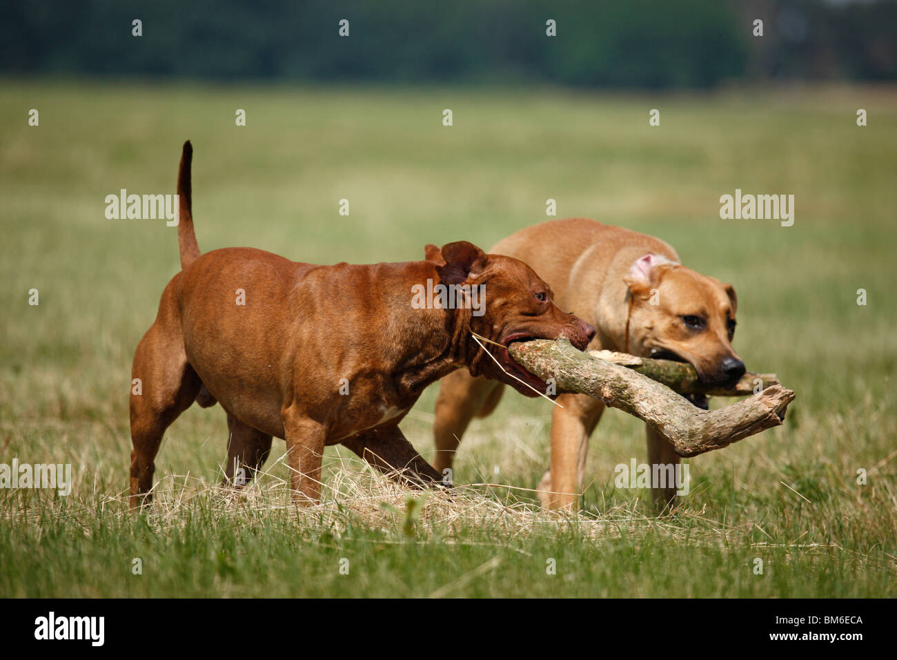 Spielende Hunde / Riproduzione di cani Foto Stock