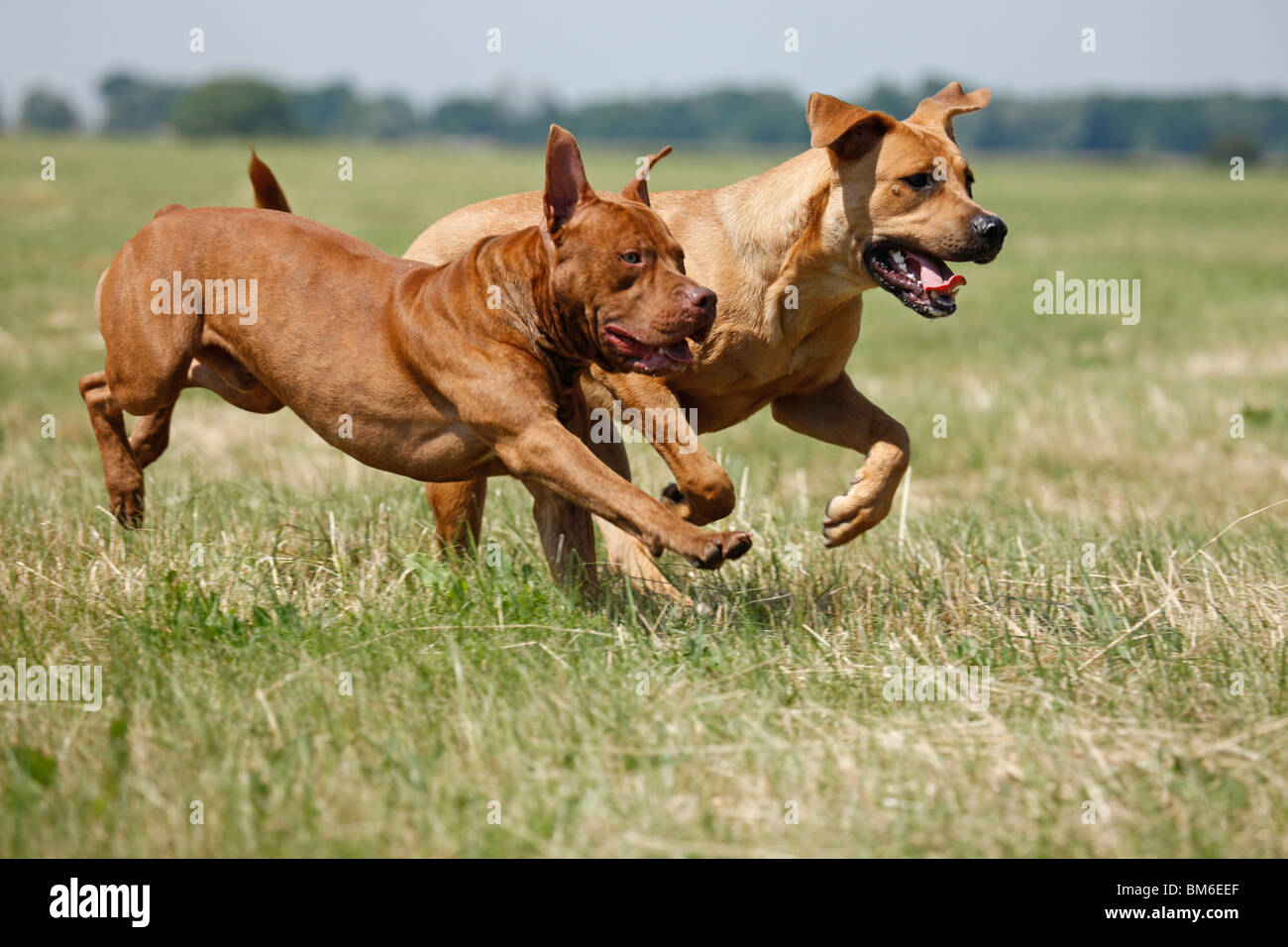Rennende Hunde / cani in esecuzione Foto Stock