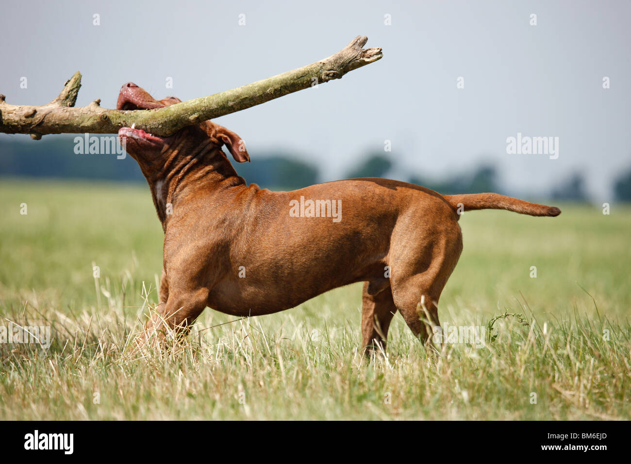L'American Pit Bull Terrier Foto Stock