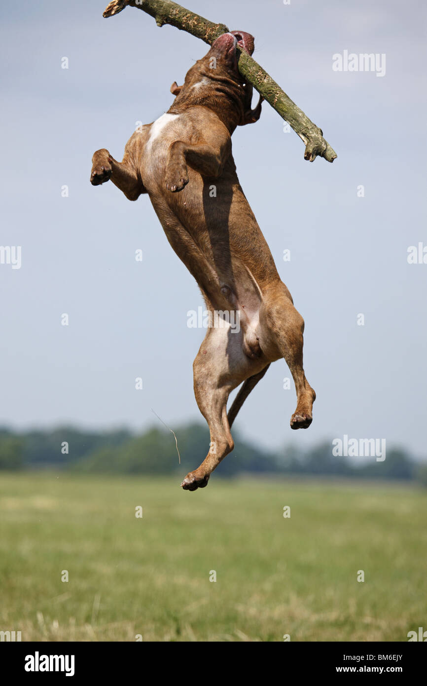 Springender American Pit Bull / jumping American Pitbull Foto Stock