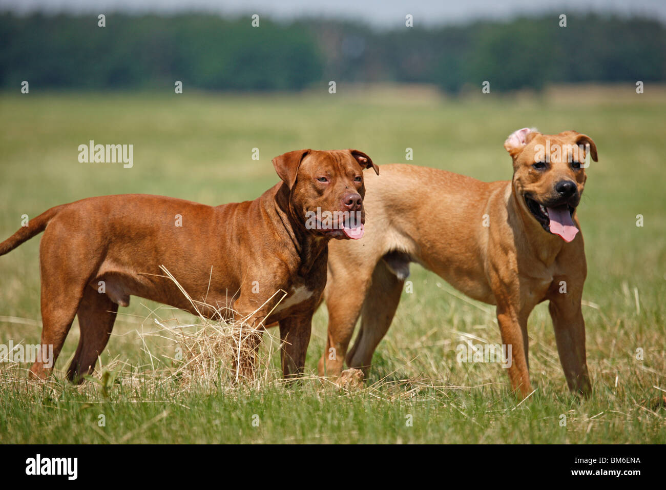 Hunde / dogs Foto Stock