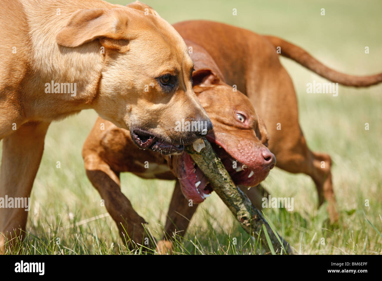 Spielende Hunde / Riproduzione di cani Foto Stock
