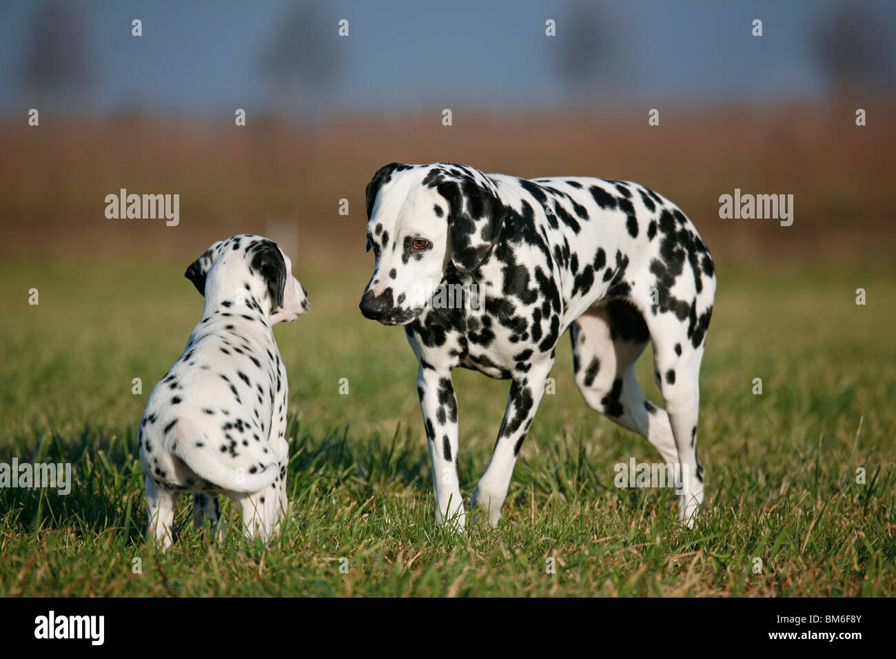 Dalmatiner Welpe / cucciolo dalmata Foto Stock