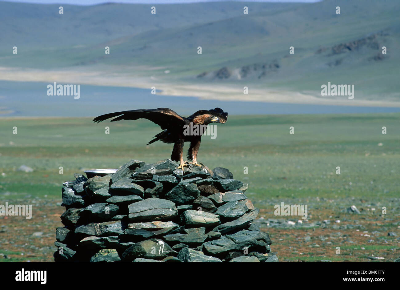 Golden Eagle Festival, Bayan Ölgii, montagne di Altai e Mongolia Foto Stock