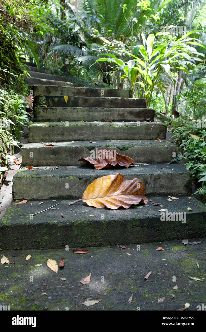 Scale in pietra con una foglia grande di Bali Botanic Garden, Bali Foto Stock