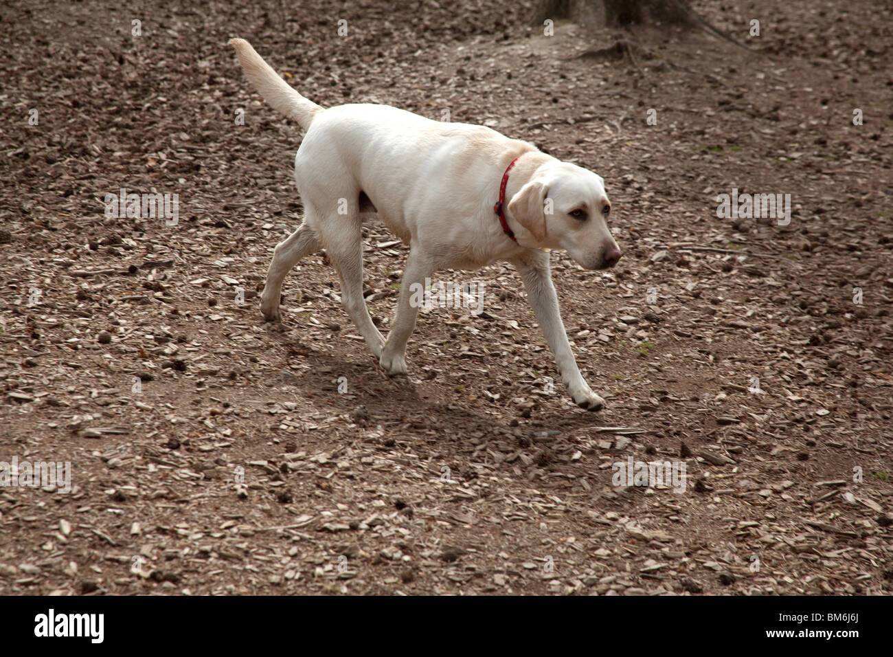 Il Labrador cane, Hampshire Inghilterra. Foto Stock