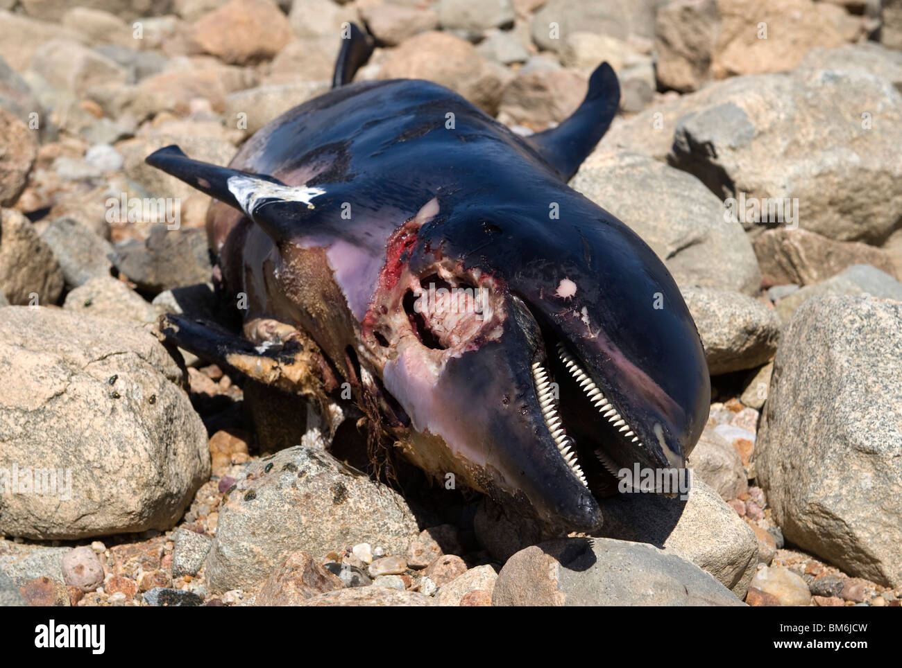 Delfino morto sulla spiaggia di Dennis, Cape Cod. Foto Stock