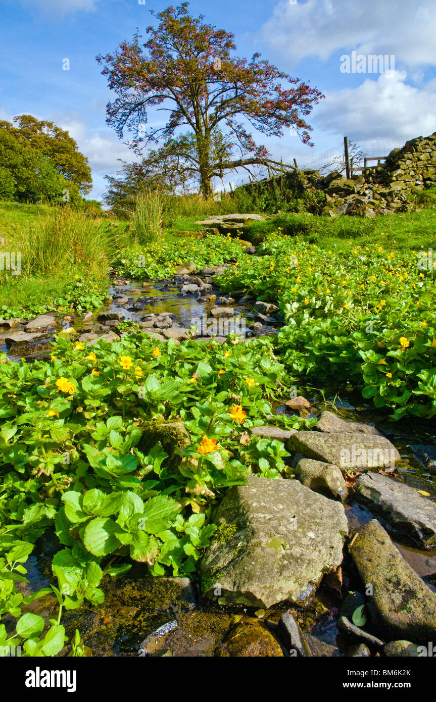 Comune di scimmia fiore, Mimulus guttatus, crescendo vicino a Ambleside, Lake District Foto Stock