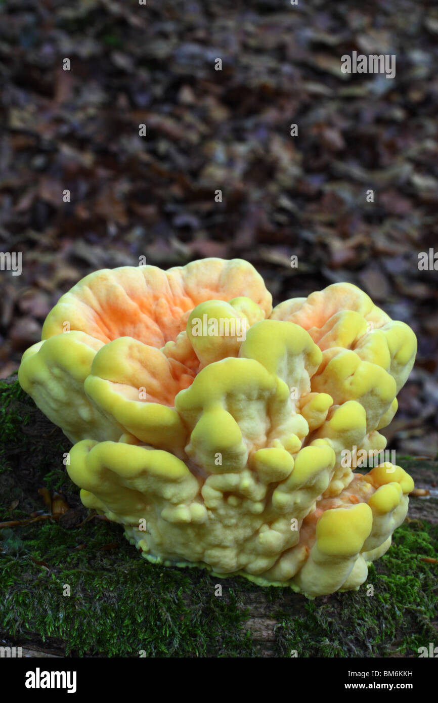 Pollo di boschi (Laetiporus sulfurei), noto anche come lo zolfo polypore. Foto Stock