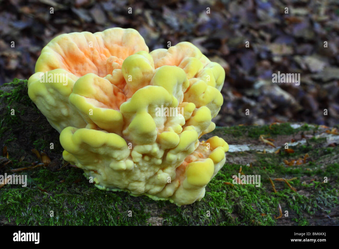 Pollo di boschi (Laetiporus sulfurei), noto anche come lo zolfo polypore. Foto Stock