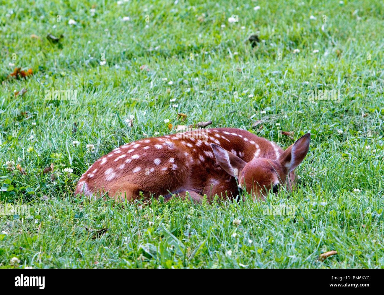Un cerbiatto un bambino cervi lasciato all'aperto. Il cerbiatto posa è avvolto a ricciolo in una molto verde prato. Foto Stock