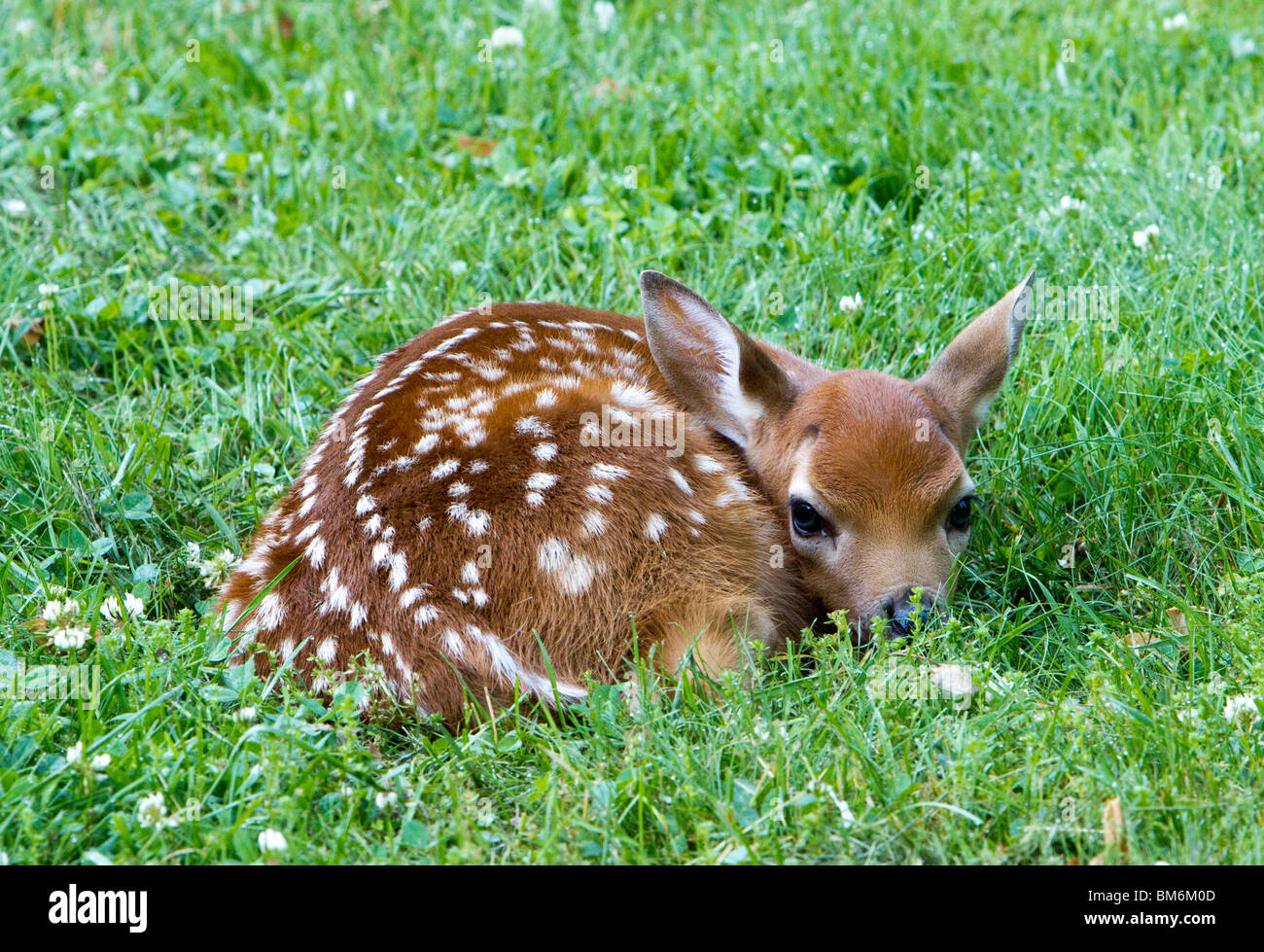 Un cerbiatto un bambino cervi lasciato all'aperto. Il cerbiatto posa è avvolto a ricciolo in una molto verde prato. Foto Stock